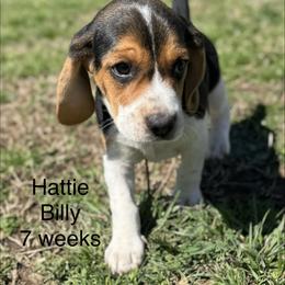 Hattie AKC - Black tan and white female Beagle puppy in Rogersville, Missouri from Hales Little Beagle Haven
