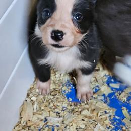 Black male - Black male Border Collie puppy in Paige, Texas from 3D Mini Dachounds