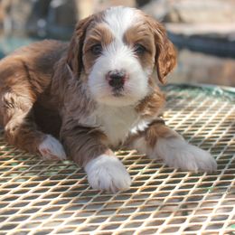Australian Labradoodle Puppies from Labradoodle Story Tails