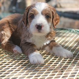 Australian Labradoodle Puppies from Labradoodle Story Tails
