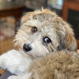 Havanese from Harris Havanese