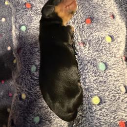Dachshund Puppies from Little Doxie Farm