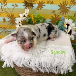 Scooby - Blue merle male Australian Shepherd puppy in El Dorado Springs, Missouri from OR Aussies