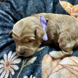 Aurora - Red  female Goldendoodle puppy in Adolphus, Kentucky from Deerly Poodles