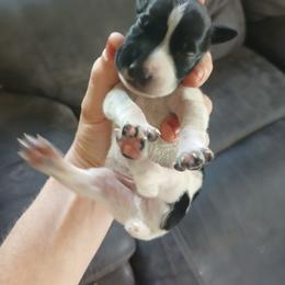 Boy 4 - Black roan male German Shorthaired Pointer puppy in Laporte, Minnesota from Northern Odyssey Gun Dogs
