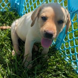 Blossom - Yellow female Labrador Retriever puppy in Garnett, Kansas from Timberland Creek Labradors