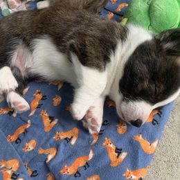 Cardigan Welsh Corgi Puppies from Penfro Corgis