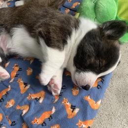 Cardigan Welsh Corgi Puppies from Penfro Corgis