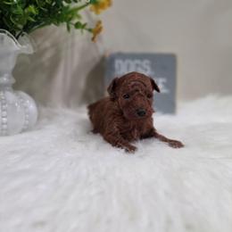 Banjo (CKC) - Red  male Poodle puppy in Rainbow City, Alabama from Spinks Poodles