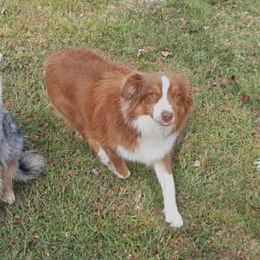 Miniature American Shepherds from White Oaks Moon Babies