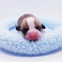 American Corgi and Pembroke Welsh Corgi Puppies from Whimsical Treasure Corgis