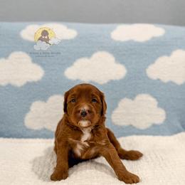 Cookies And Cream - Red  male Goldendoodle puppy in Dallas County, Texas from Dream A Little Doodle