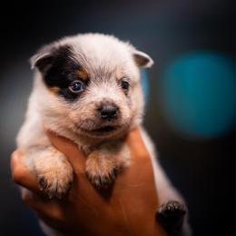 Girl 3 - Blue speckled female Australian Cattle Dog puppy in Amesbury, Massachusetts from Fox Hill Farm & K9