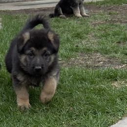 German Shepherd Puppies from Robinsons AKC German Shepherds