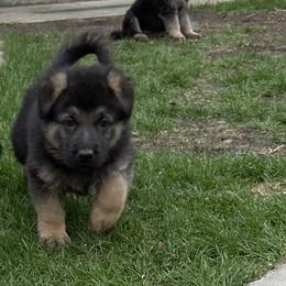 German Shepherd Puppies from Robinsons AKC German Shepherds