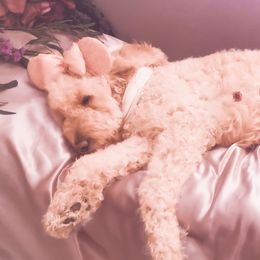 Gypsy  - Goldendoodle