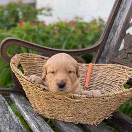 Orange collar - Golden male Golden Retriever puppy in Monroe, Tennessee from Golden Girls Furever Friends