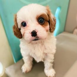 Noah - Blenheim male Cavapoo puppy in Van Alstyne, Texas from Home Grown Puppies