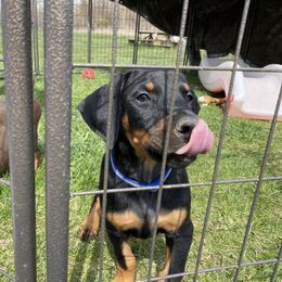 Doberman Pinscher Puppies from Jensen Dobermans