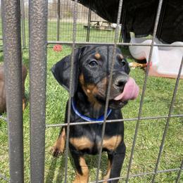 Doberman Pinscher Puppies from Jensen Dobermans