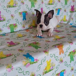 Boston Terrier Puppies from IHeart Boston Terriers