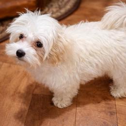 Teo - Cream male Maltipoo puppy in Chattanooga, Tennessee from Joy-fur puppies