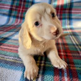 Fireworks - Cream male Dachshund puppy in Sacramento, California from MiniDoxPups
