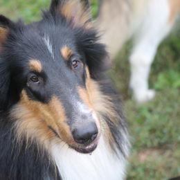 Collie All Grown Up from Wellsmere Collies