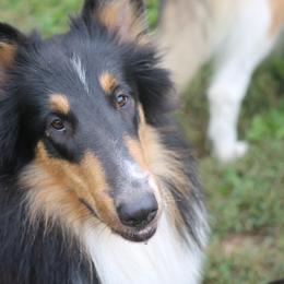 Collie All Grown Up from Wellsmere Collies