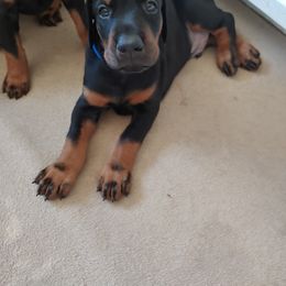 Doberman Pinscher Puppies from Vondalyn Dobermans