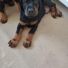 Doberman Pinscher Puppies from Vondalyn Dobermans