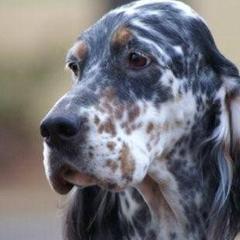 English Setters from Editions English Setters