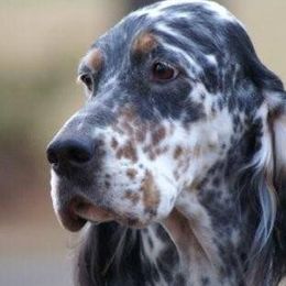 English Setters from Editions English Setters