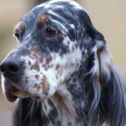 English Setters from Editions English Setters