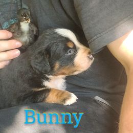 Blossom OFA - Black rust and white male Bernese Mountain Dog puppy in Strasburg, Ohio from Lois Allison