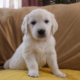 Yellow collar - Light golden male Golden Retriever puppy in Roseburg, Oregon from Unbound Goldens