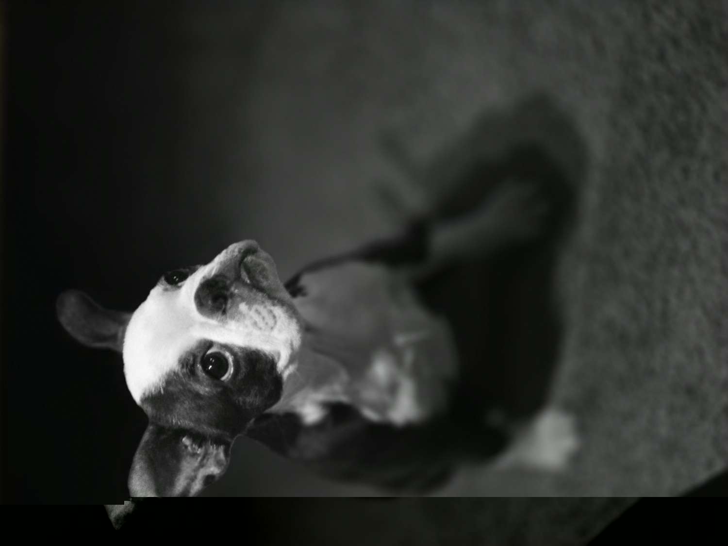 Maggie - Boston Terrier