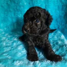 Poodle Puppies from Bea Legend Toy and Mini Poodles