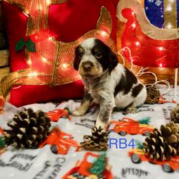 RB4 - Tri-Roan male English Springer Spaniel puppy in Britton, South Dakota from K&S Canines