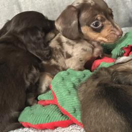 Prince - Dapple male Dachshund puppy in Bergen, New York from T. Rex Doxies & Friends