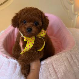 Tiny - Red  male Poodle puppy in Atlanta, Georgia from ATLANTA POODLE BREEDER (AKC)