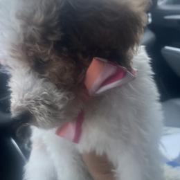 Goldendoodle Puppies from Graystone Doodles