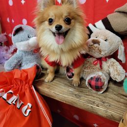 Pomeranian Puppies from LT_Poms