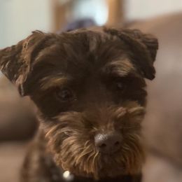 Cockapoos and Miniature Schnauzers from Ranger Creek Pups