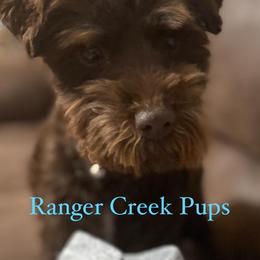 Cockapoos and Miniature Schnauzers from Ranger Creek Pups