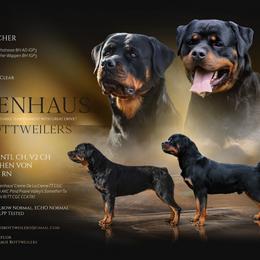 Rottweiler puppies from Von Edlenhaus Rottweilers