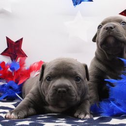 American Bully Puppies from 49th State Kennels