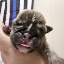 Willow - Red brindle and white female Bulldog puppy in Conroe, Texas from Momma Bear’s bulldogs