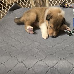 Collie Puppies from Rimma Collies