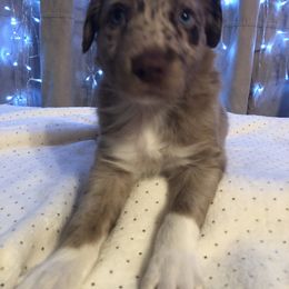 Australian Shepherd Puppies from Azzo Aussies